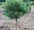 ´Mugo Pine´ (standard) Mugo Pine